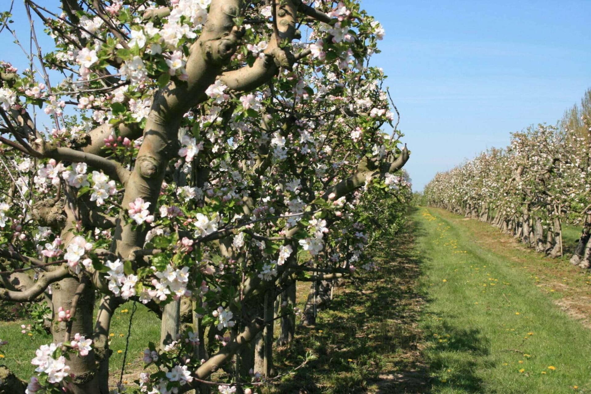 Vergers de pommiers